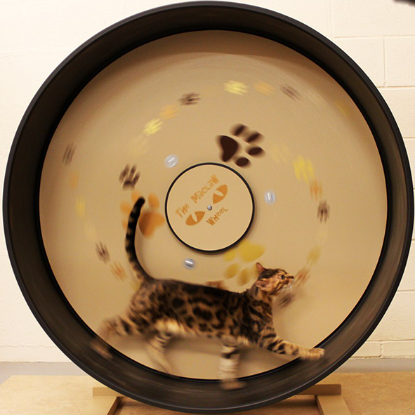 Thumb02-Exercise-CatWheel