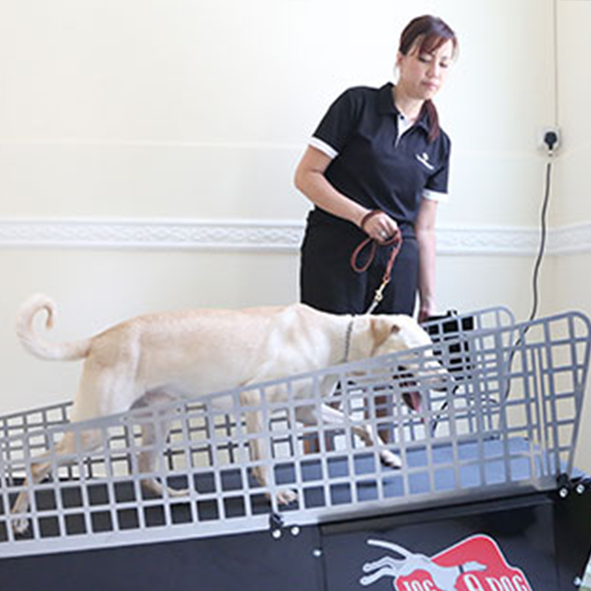 Thumb02-Exercise-DogTreadmill
